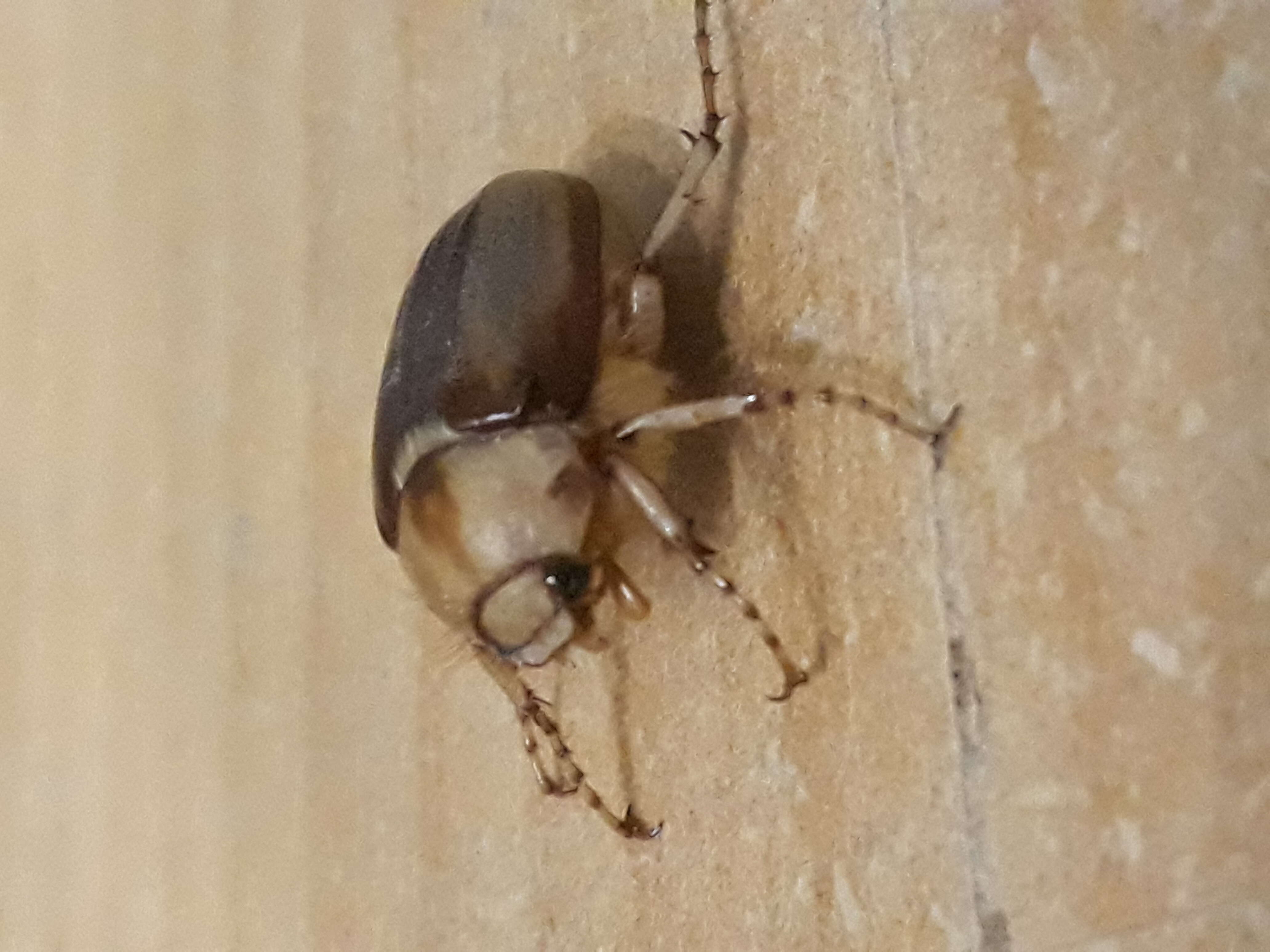 Image of European Chafer