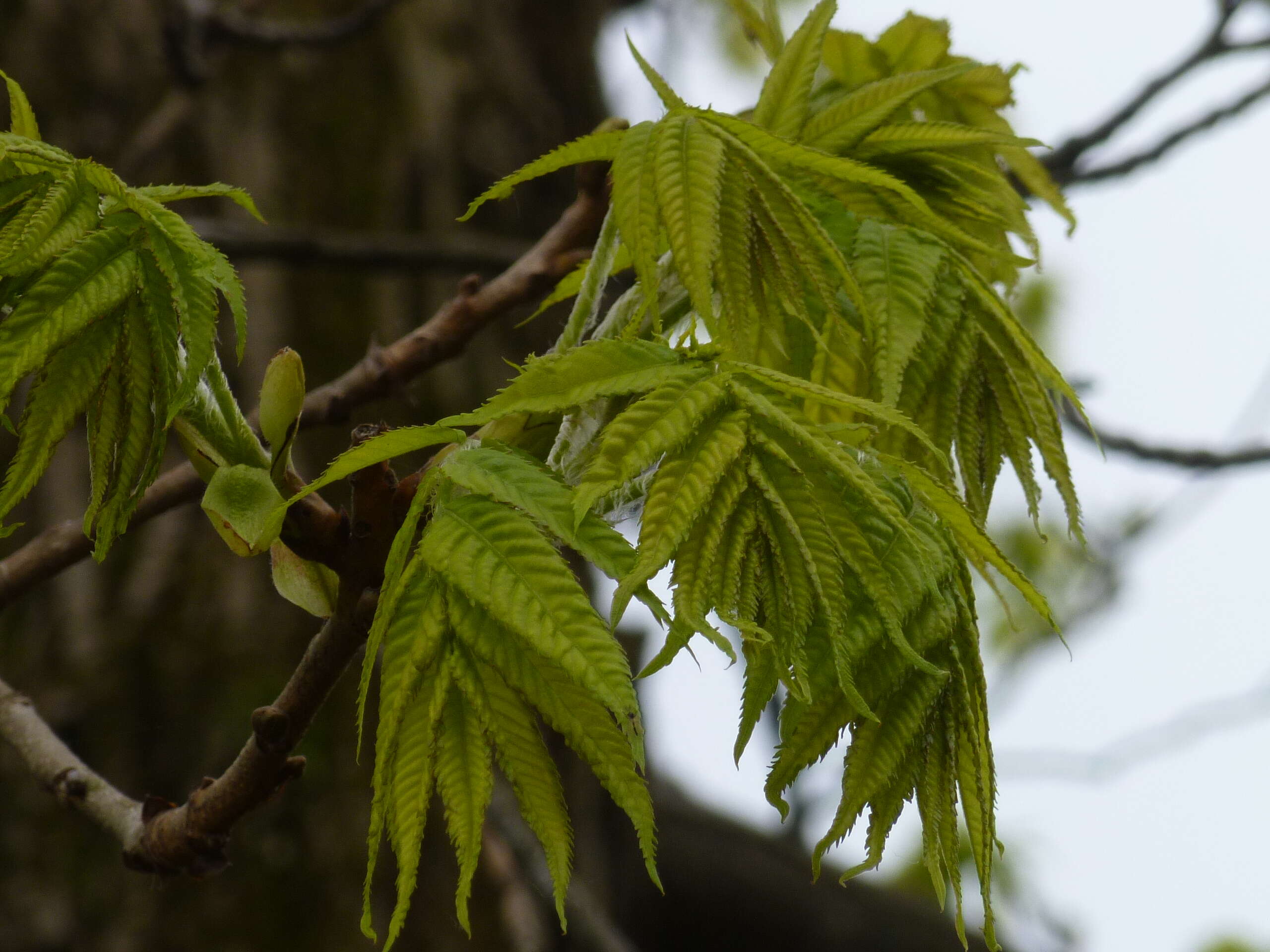 Image of Platycarya