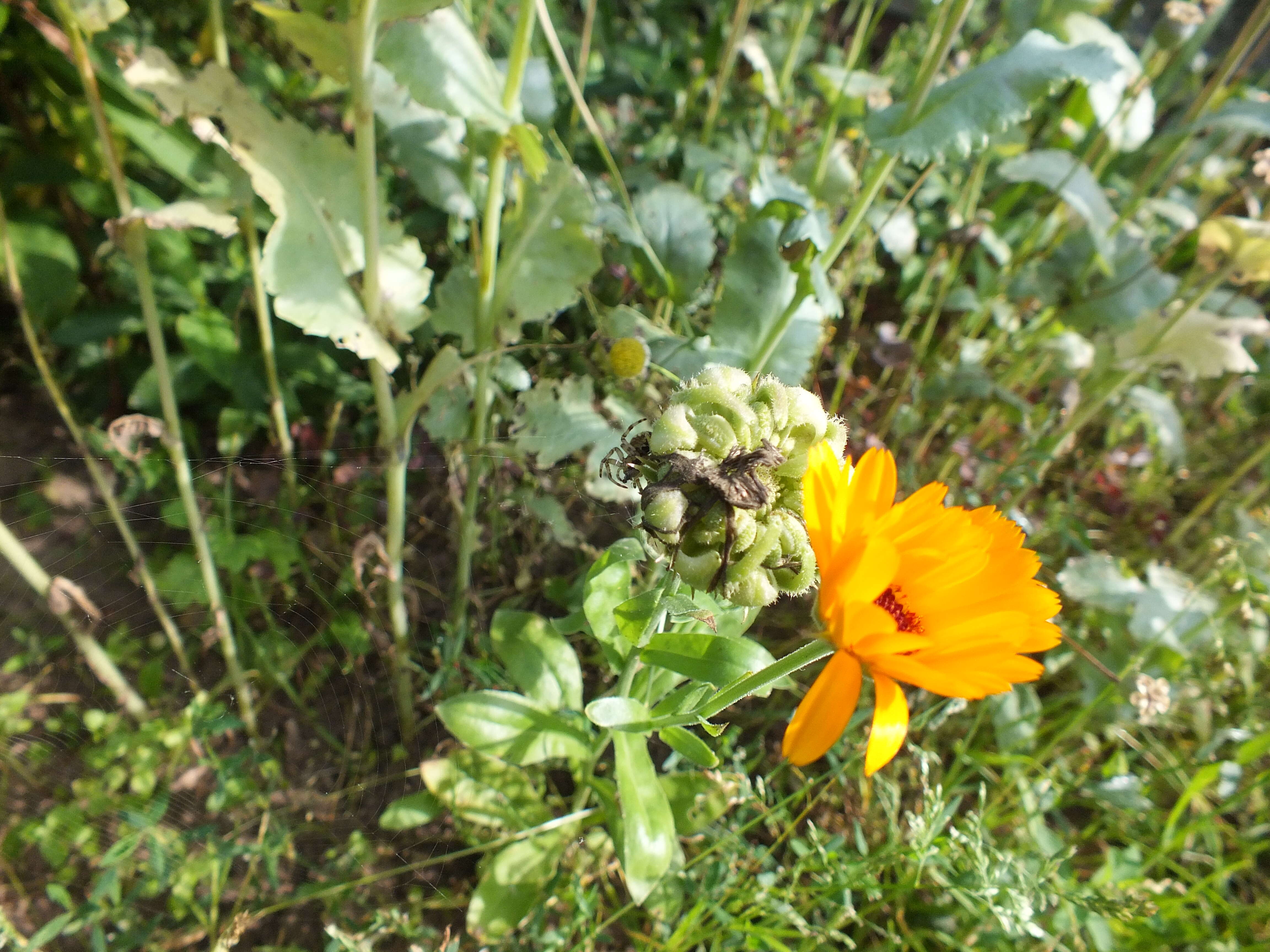 Image of pot marigold