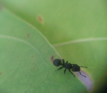 18.https www inaturalist org photos 3160728.580x360