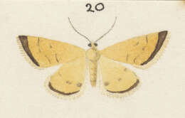 Image of Asaphodes abrogata Walker 1862