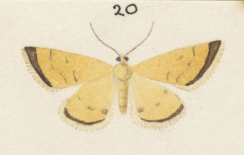 Image of Asaphodes abrogata Walker 1862