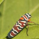 Image of Agrosoma placetis Medler 1960