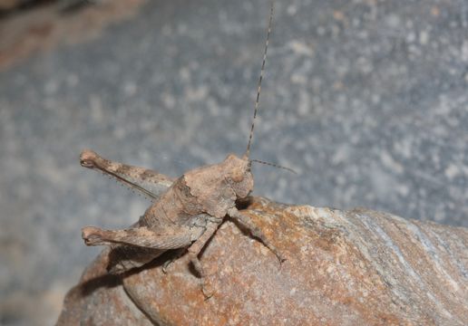 18.https www inaturalist org photos 3161571.580x360
