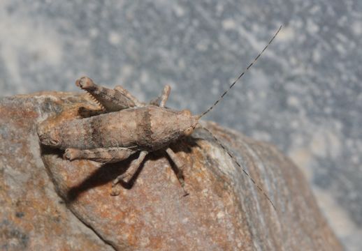 Image of <i>Tanaocerus koebelei</i> Bruner & L. 1906