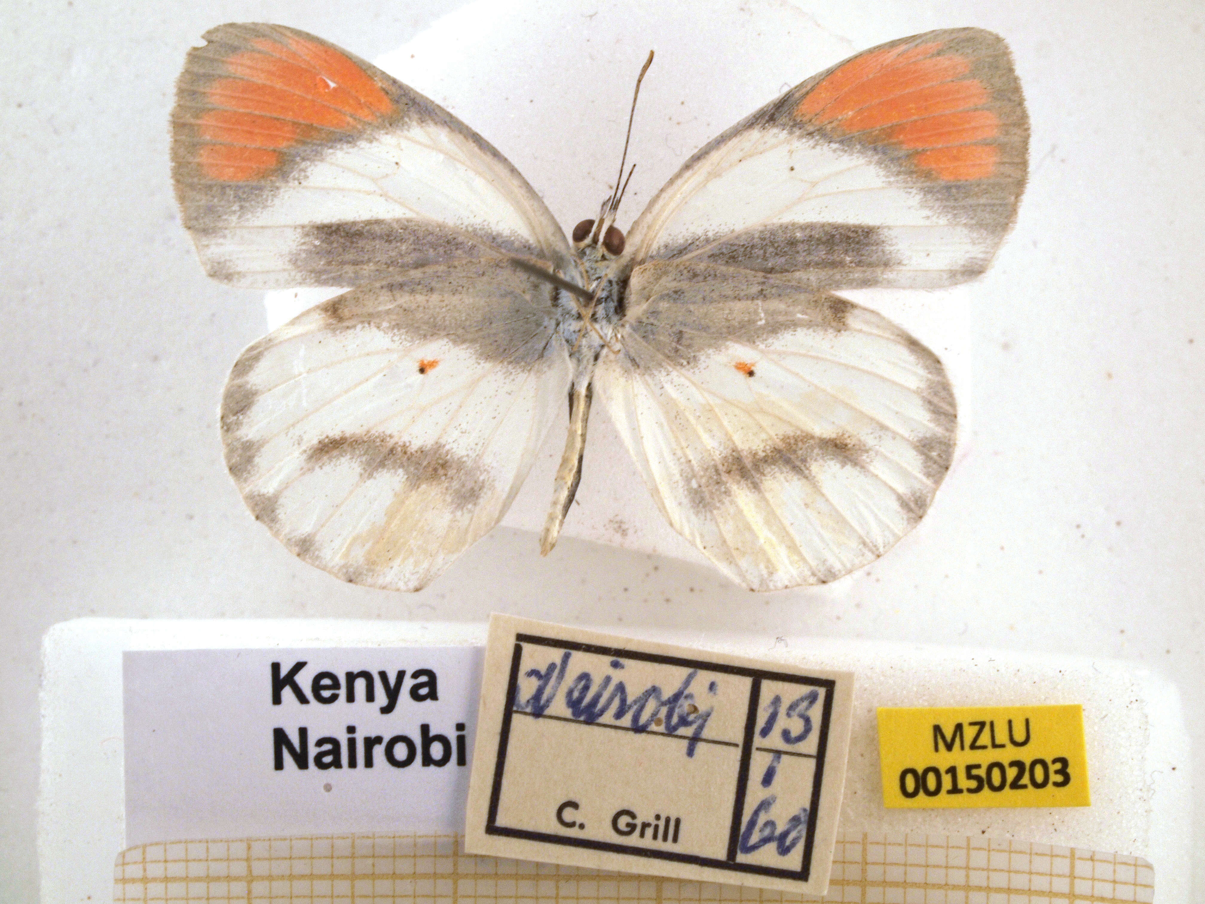 Image of Colotis euippe (Linnaeus 1758)