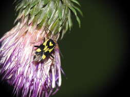 Image of Grypocoris sexguttatus (Fabricius 1777)