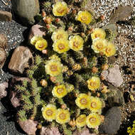 Opuntia fragilis (Nutt.) Haw. resmi