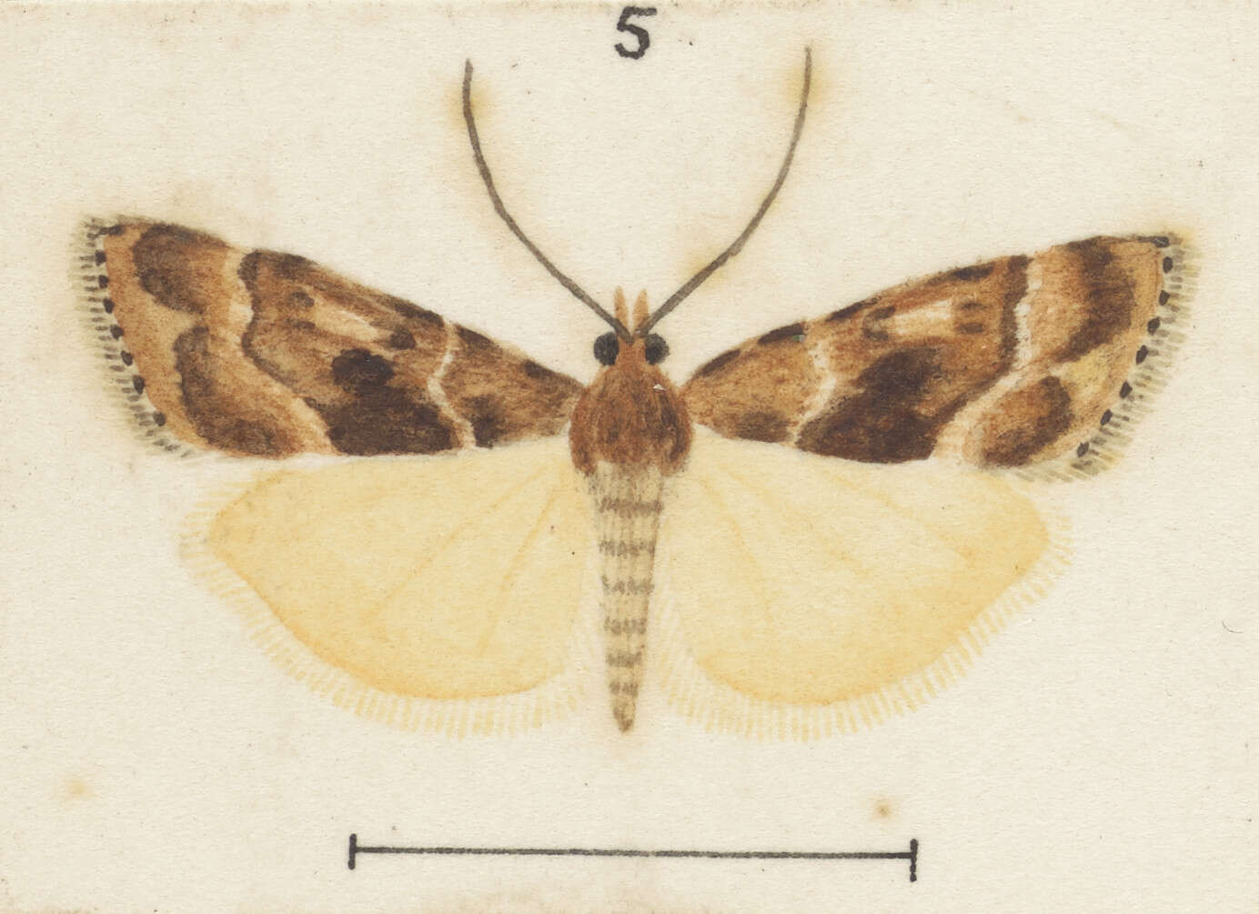 Image of Scoparia animosa Meyrick 1914