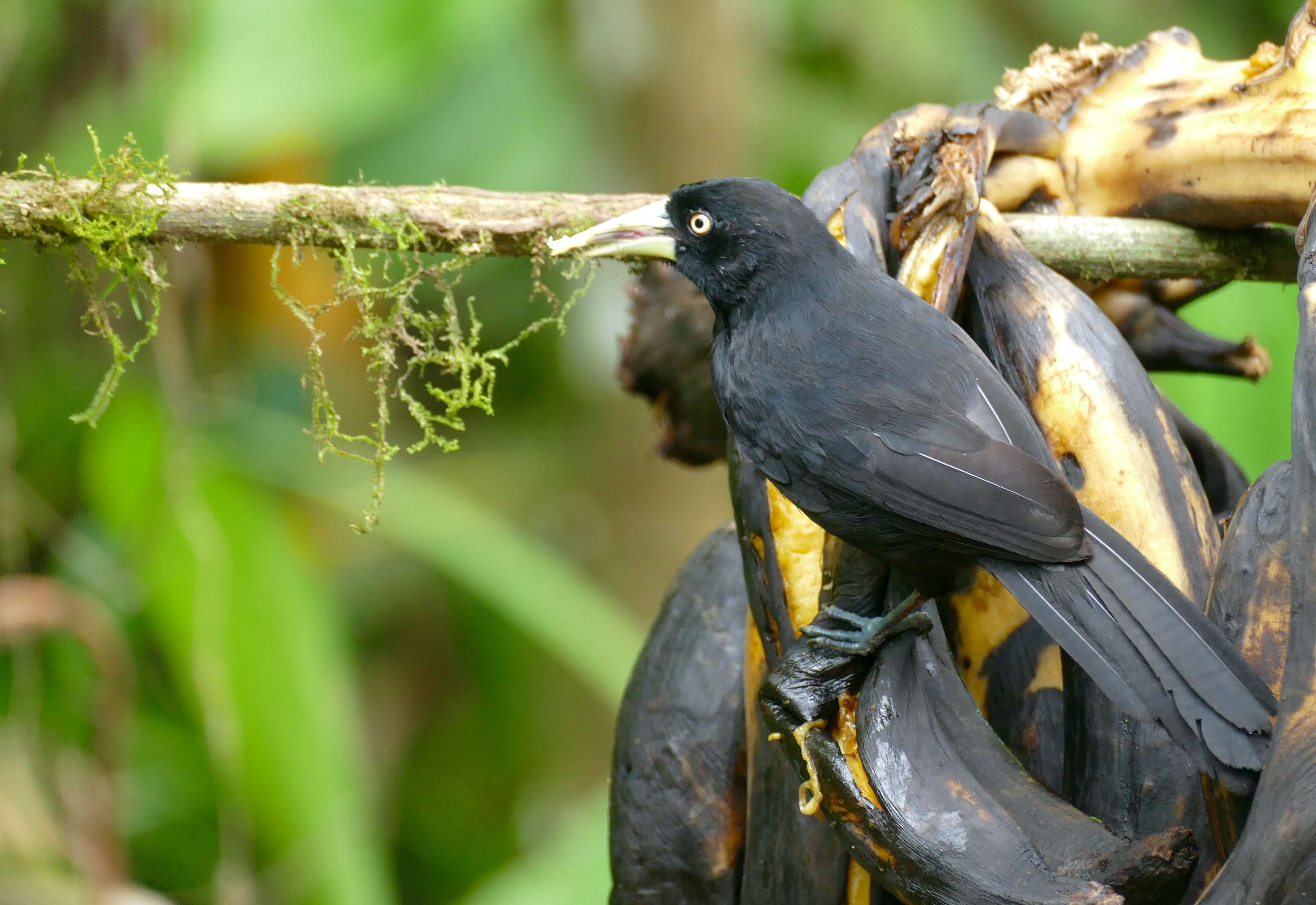 Amblycercus Cabanis 1851 resmi