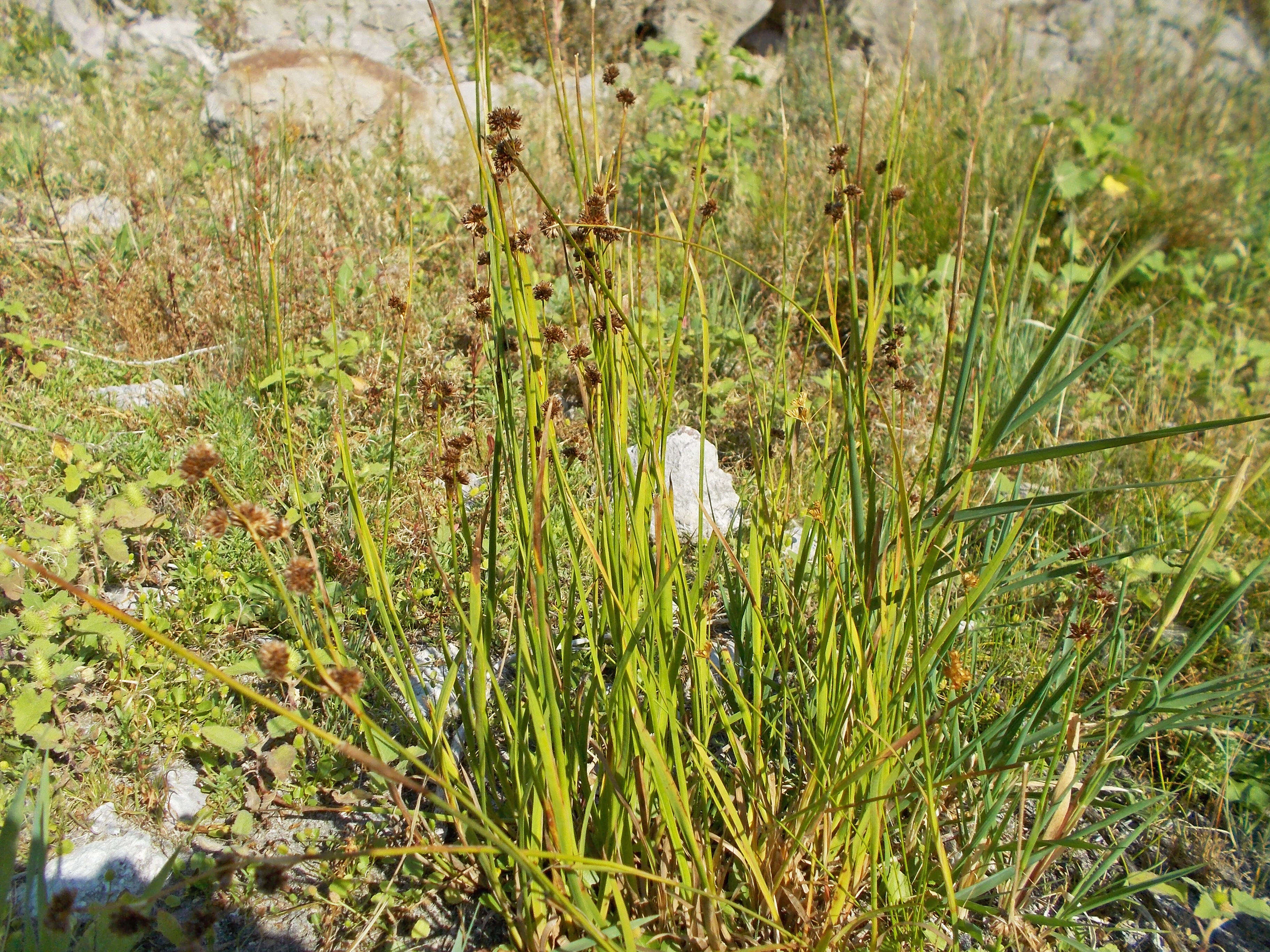 Imagem de Juncus saximontanus A. Nelson