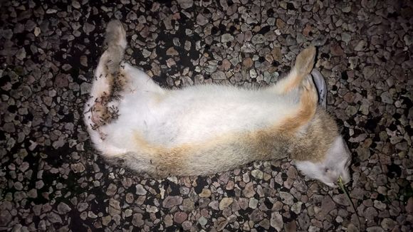 Image of Robust Cottontail