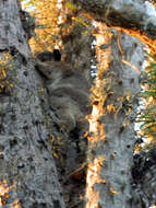 Image of Petter's Sportive Lemur