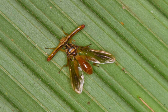 Image of Richardia telescopica Gerstaecker 1860