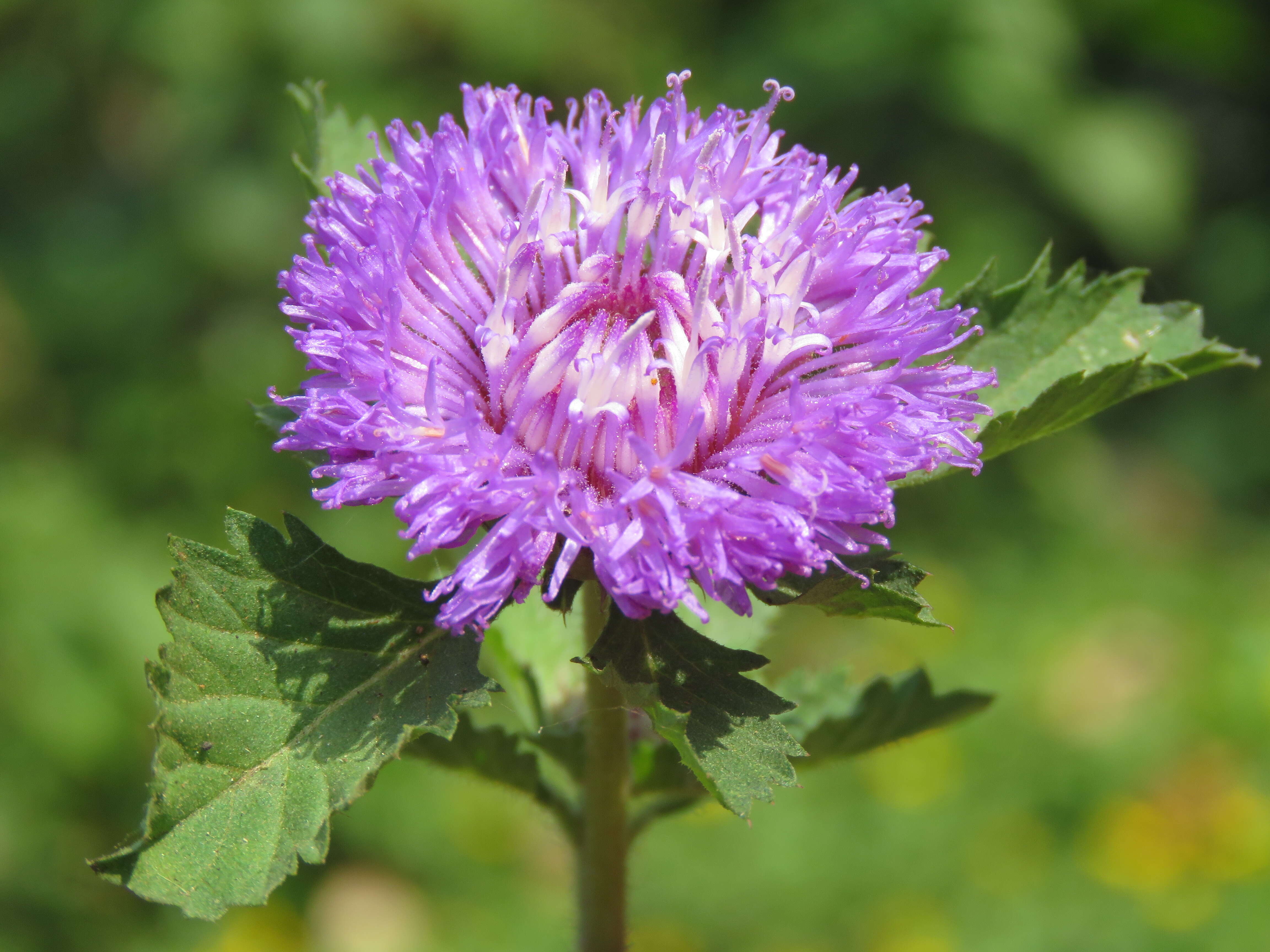 Plancia ëd Centratherum punctatum Cass.