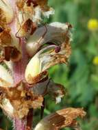 Image of oxtongue broomrape