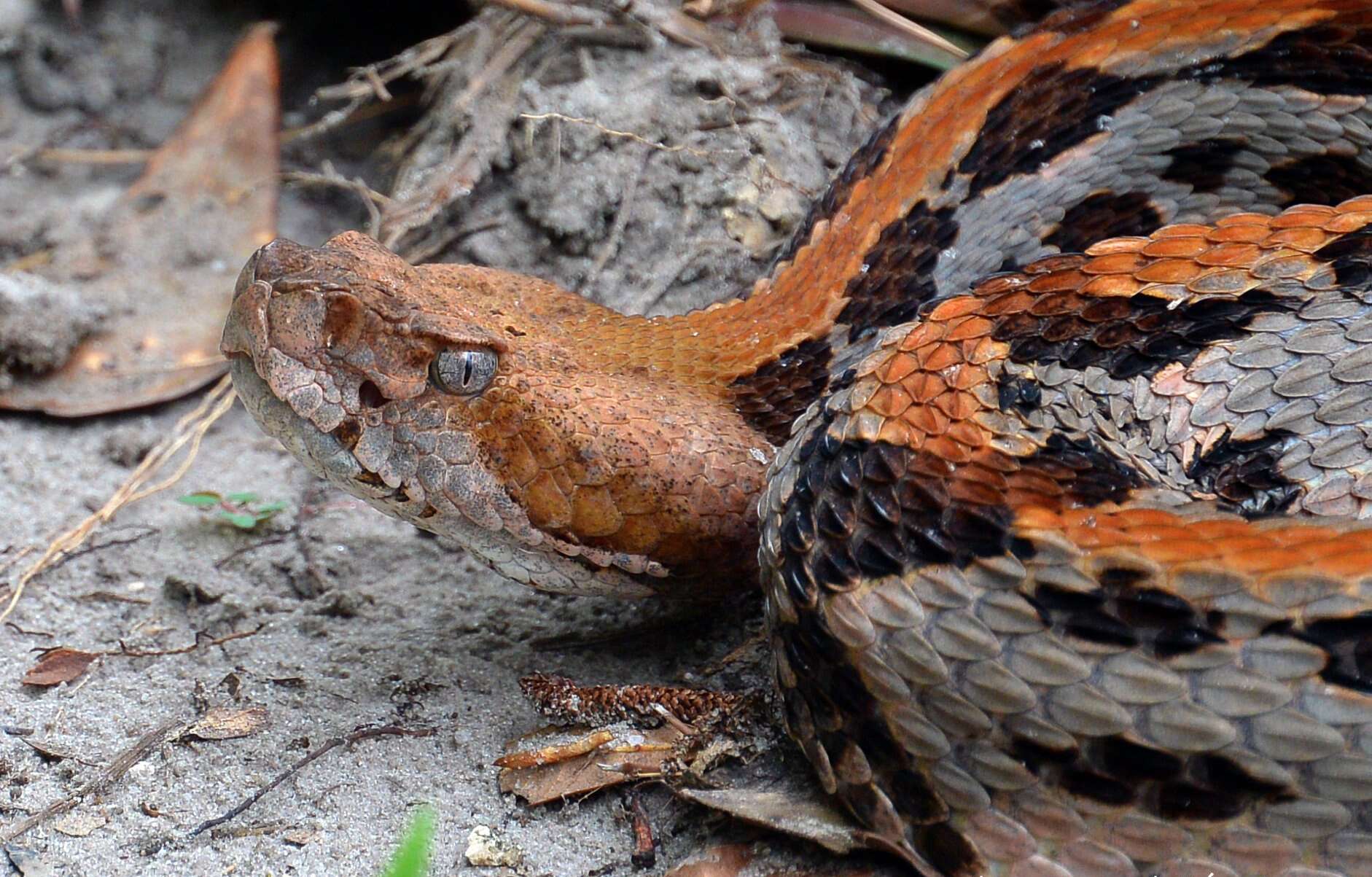 Image of Timber Rattlesnake