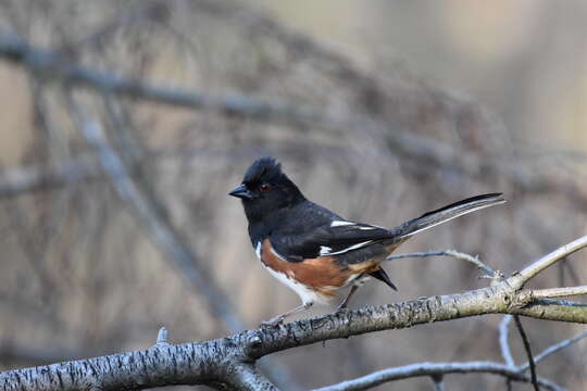 Image of Eastern Towhee