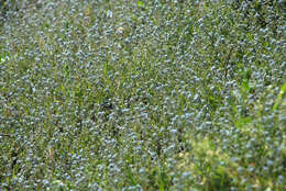 Слика од Myosotis ramosissima Rochel