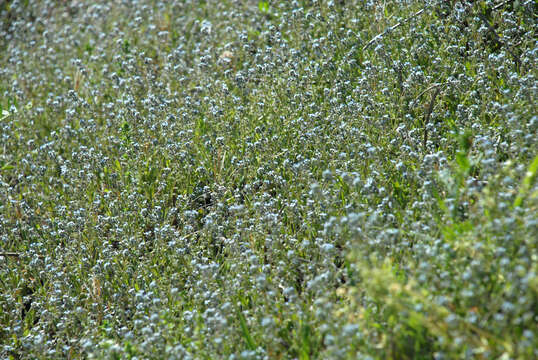 Слика од Myosotis ramosissima Rochel