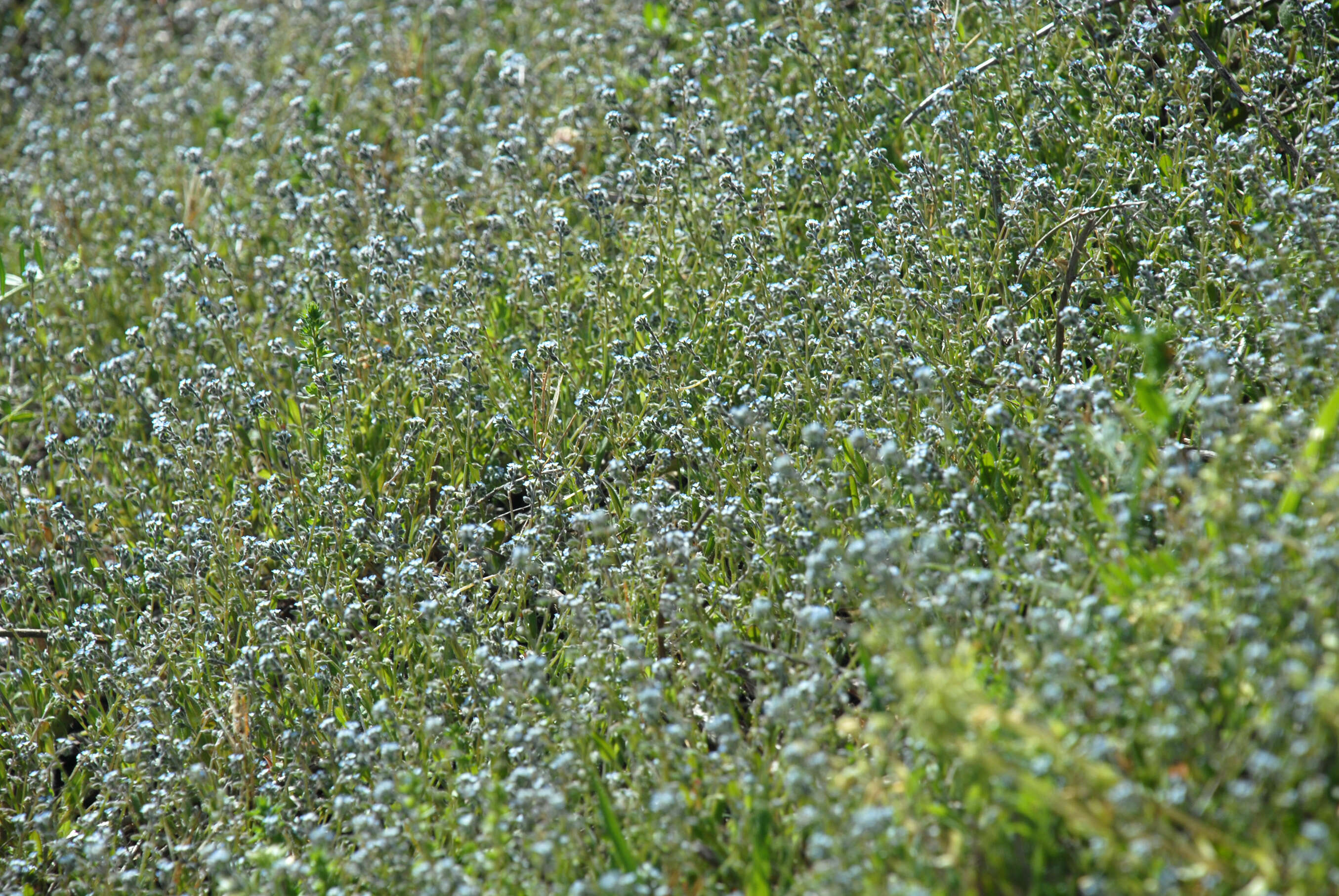 Слика од Myosotis ramosissima Rochel