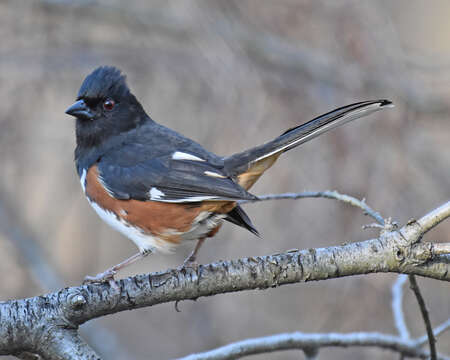 Image of Eastern Towhee