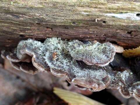 Image of Auricularia mesenterica (Dicks.) Pers. 1822