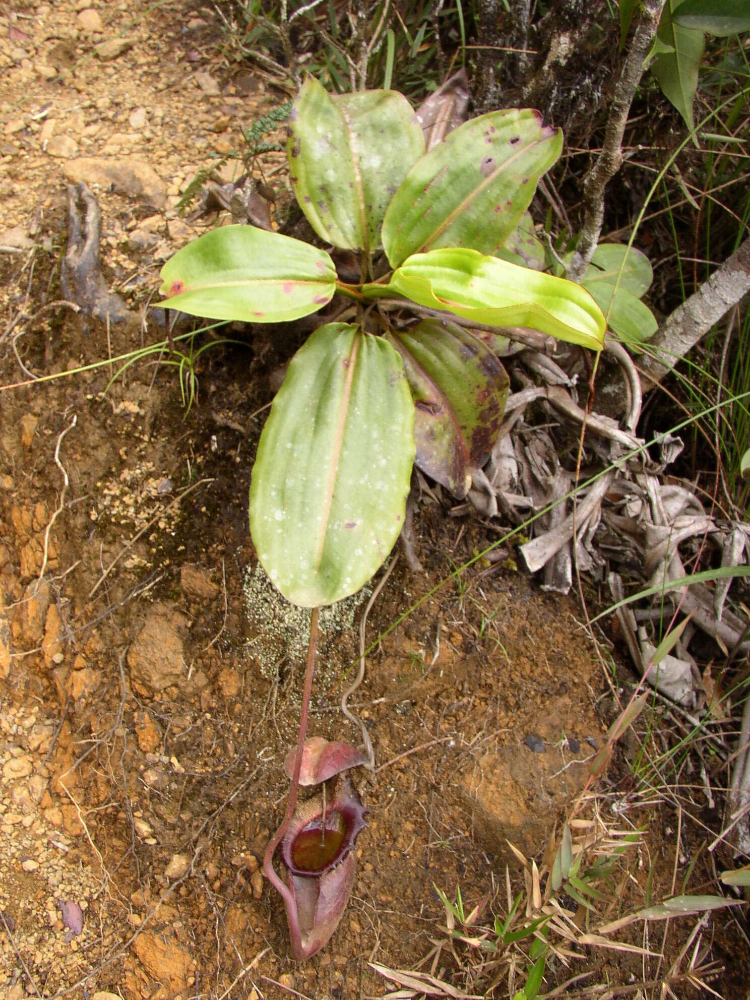 Image of Giant Malaysian Pitcher Plant