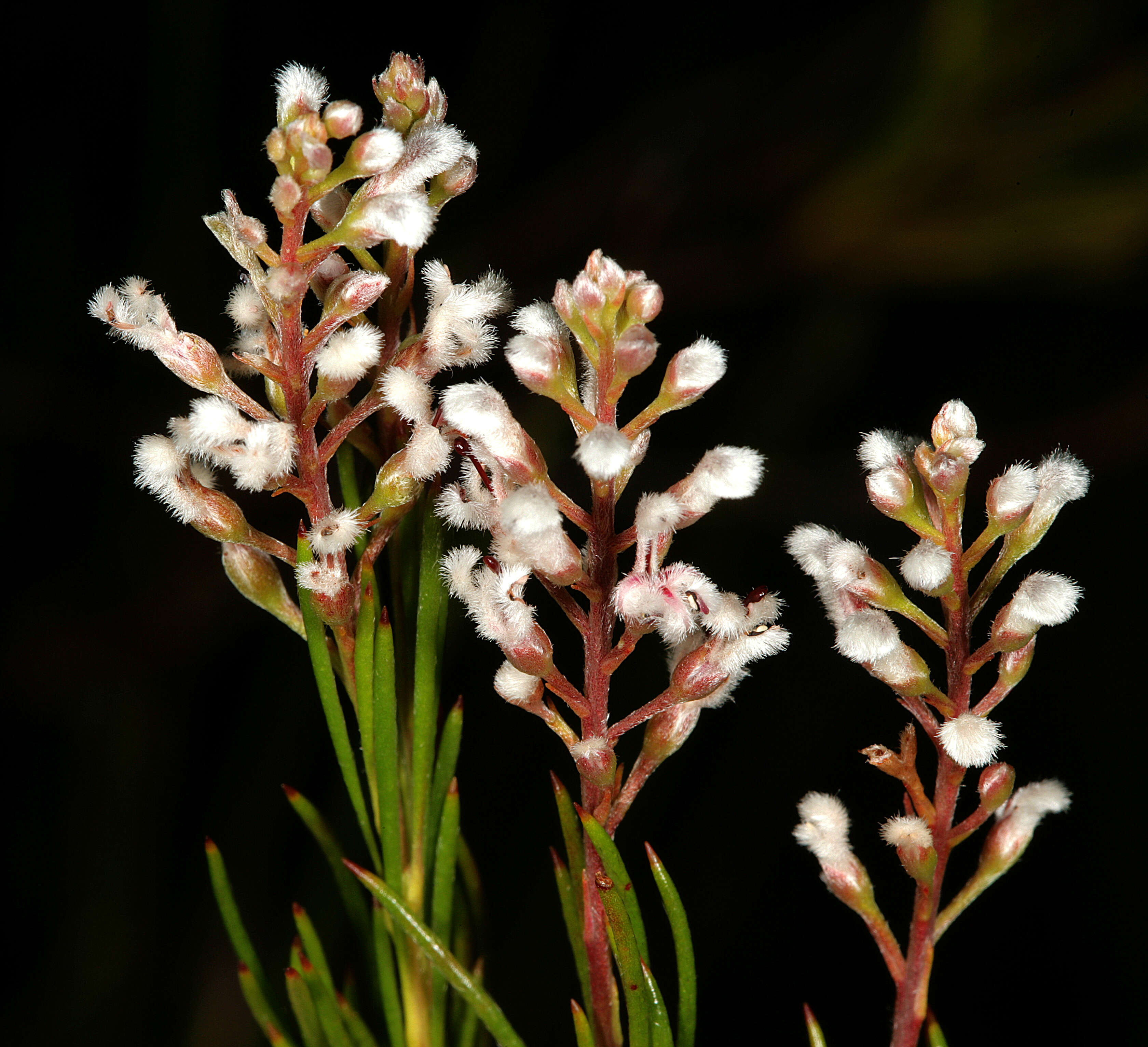 Image of Spatalla racemosa (L.) Druce