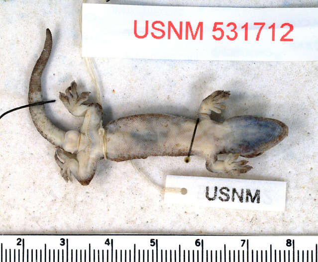 Image of Rotuman Forest Gecko