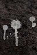 Hemimycena tortuosa (P. D. Orton) Redhead 1980 resmi