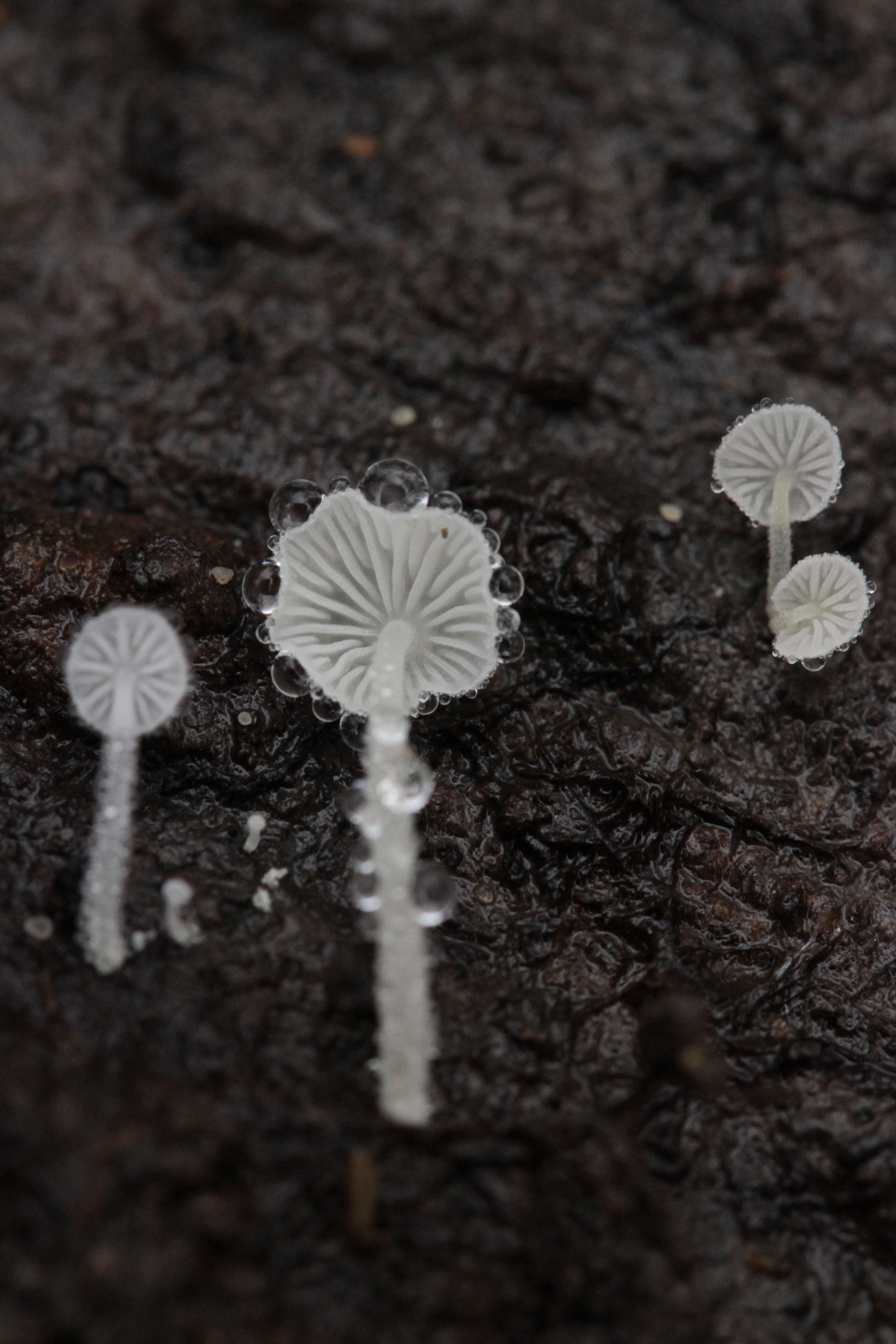 Hemimycena tortuosa (P. D. Orton) Redhead 1980 resmi