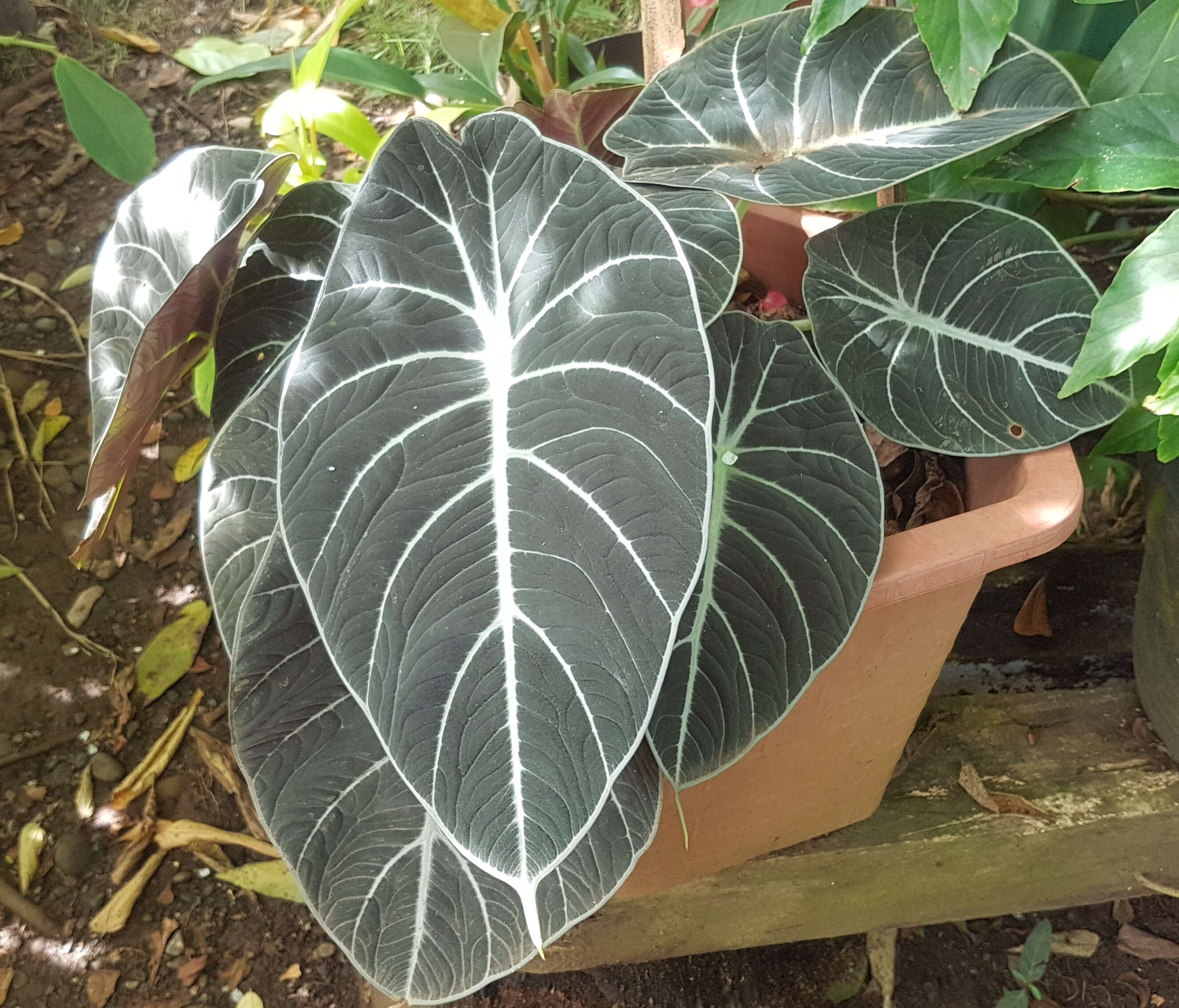 Image of Alocasia reginula A. Hay