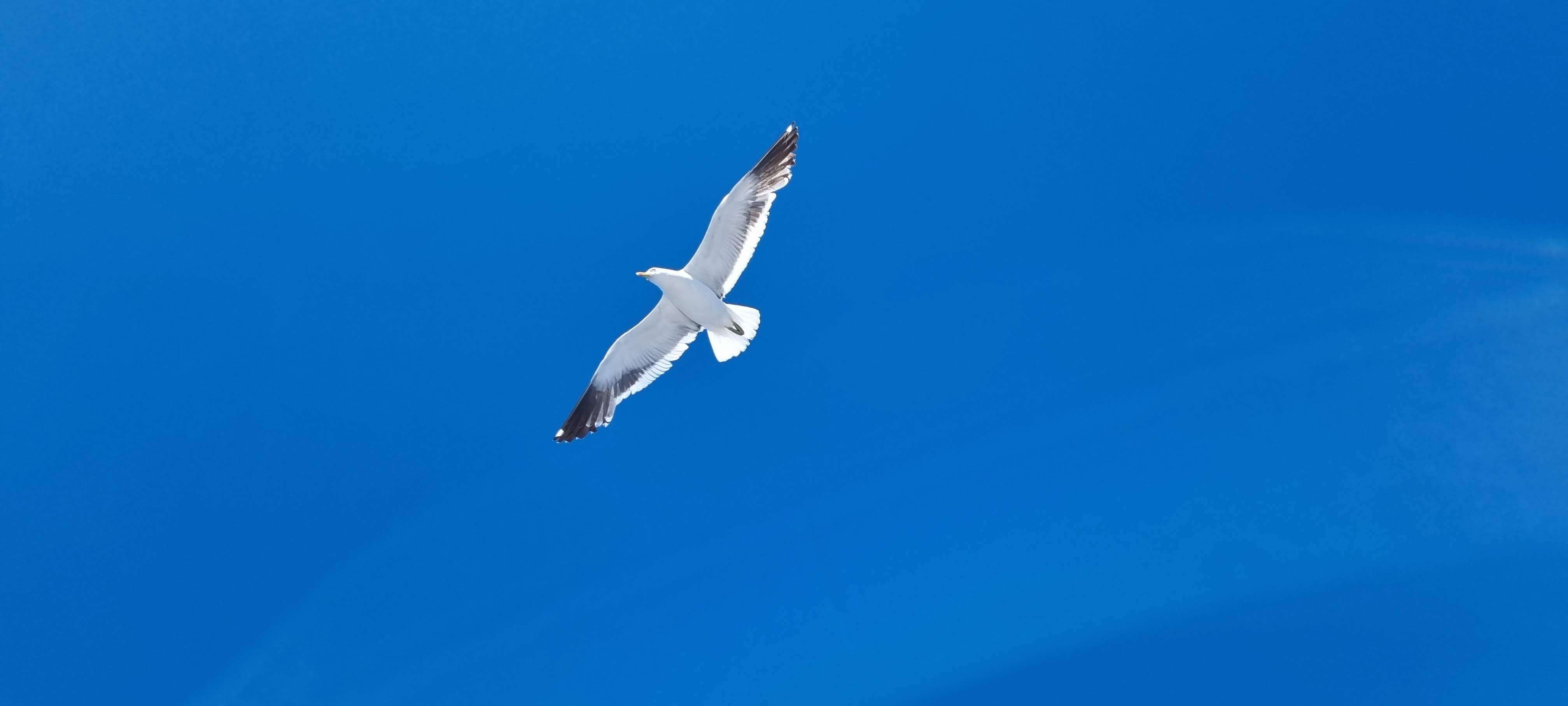 Image of Kelp Gull