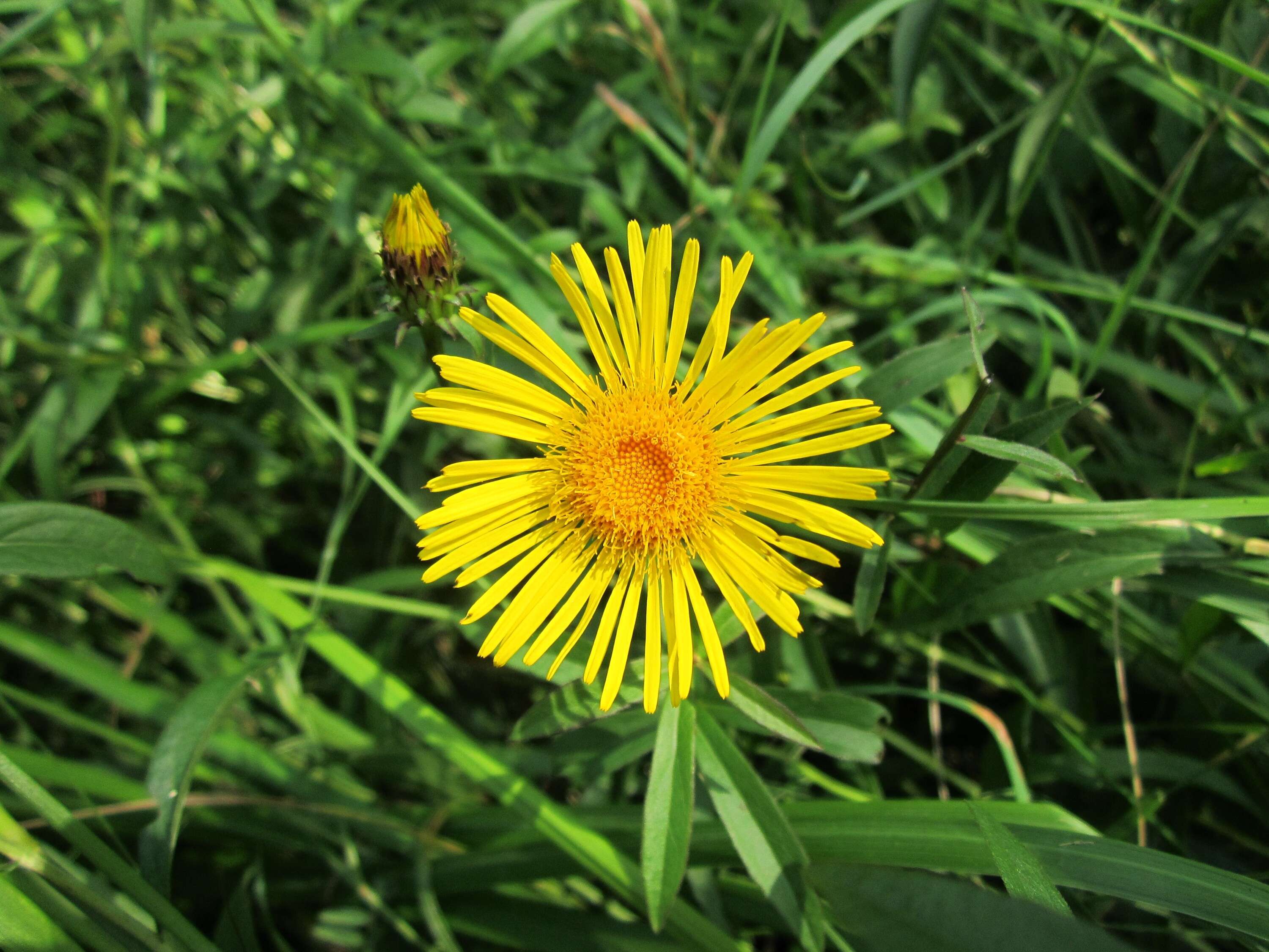 Image of Inula salicina