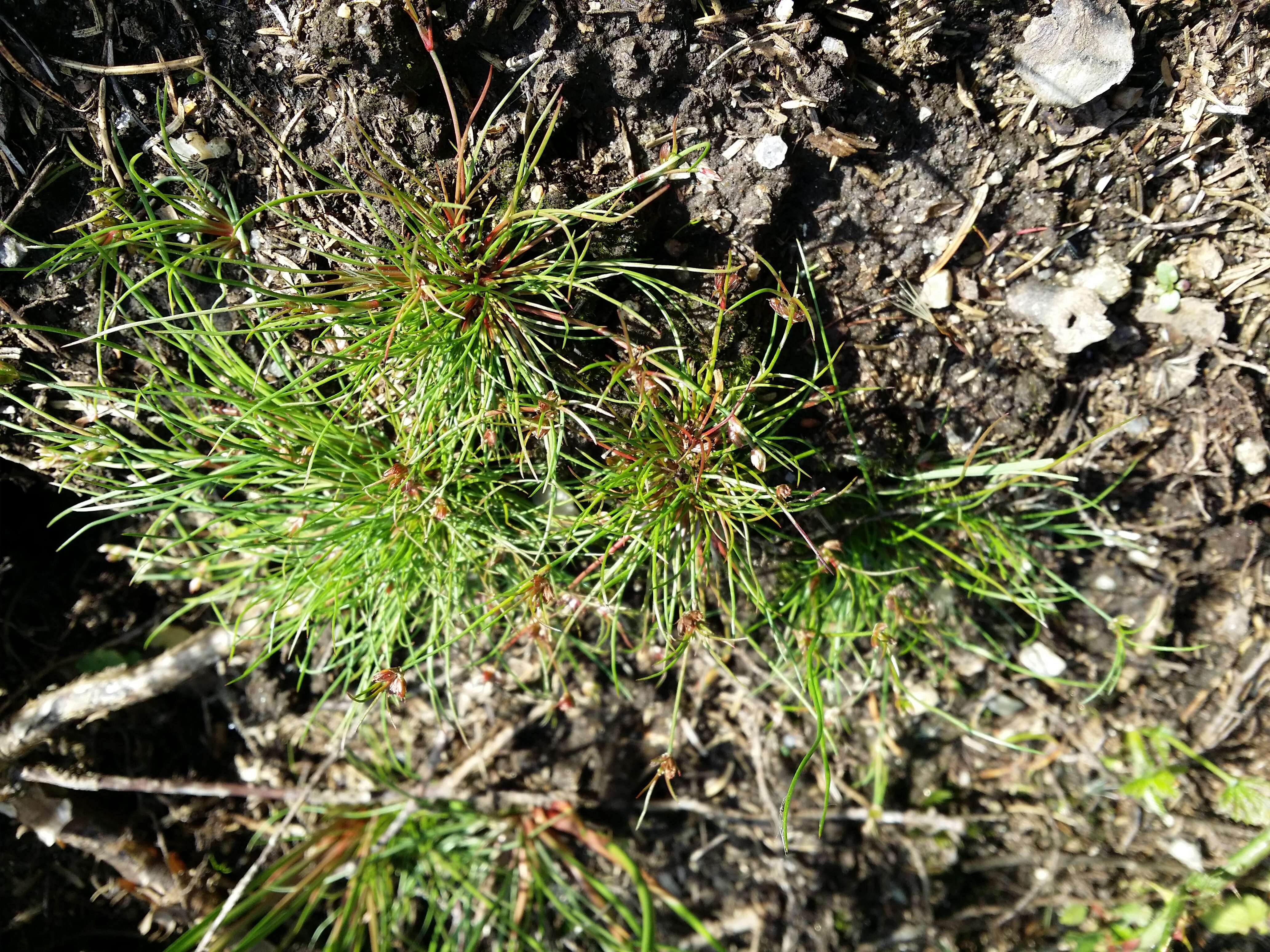 Juncus bulbosus L. resmi