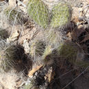 Image of <i>Opuntia polyacantha</i>