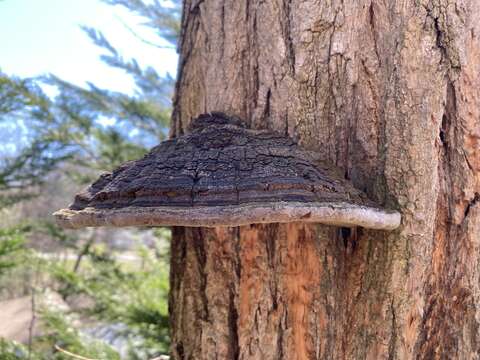 Image de Polypore du robinier