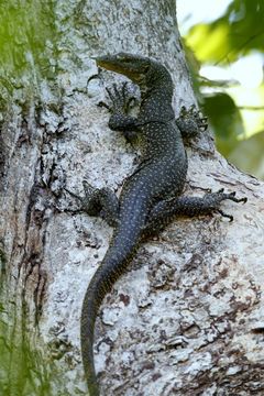 Image of Mangrove Goanna