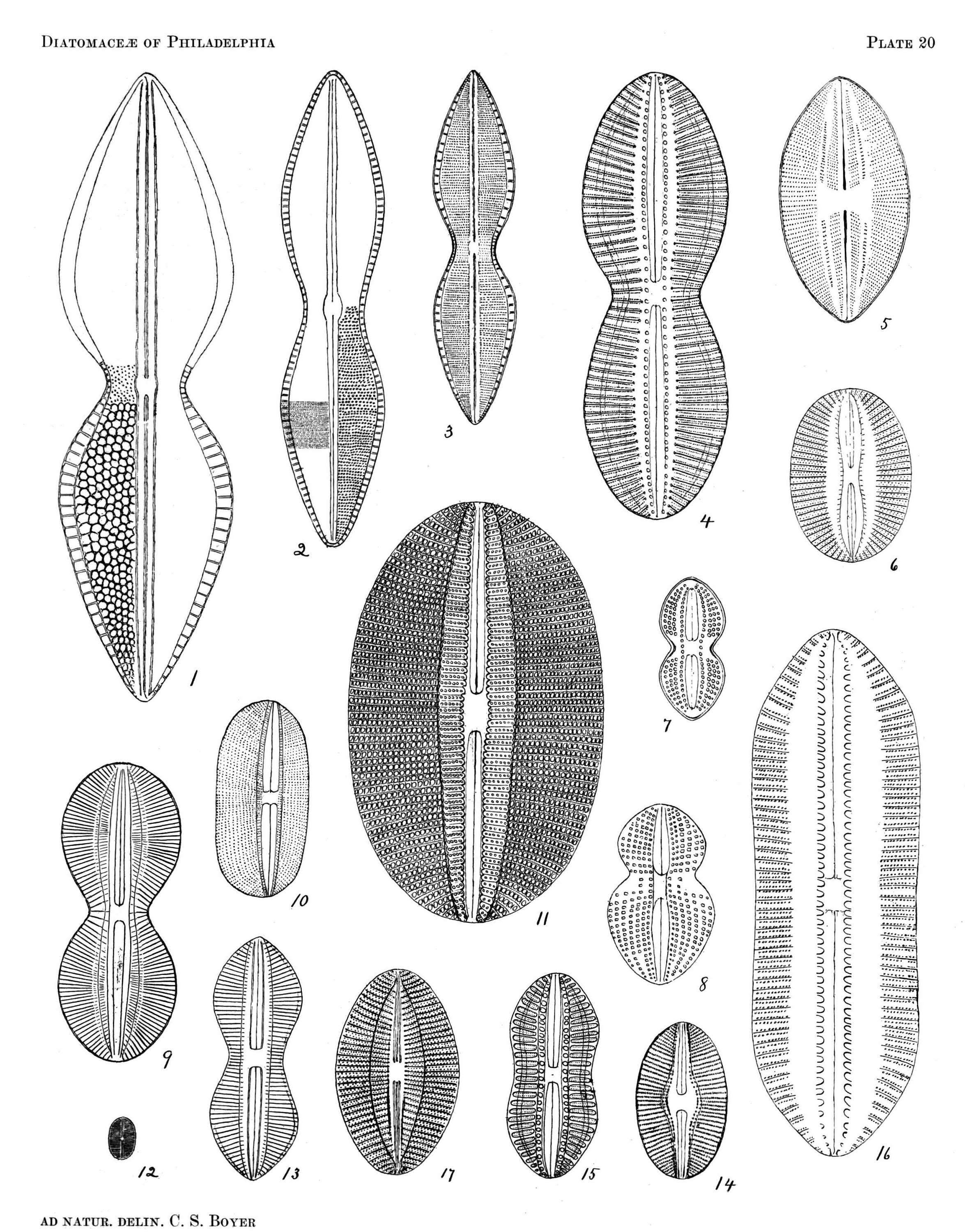 Image de Diploneidaceae