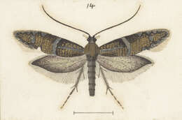 Image of Astrogenes chrysograpta Meyrick 1921