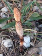 Image of field horsetail