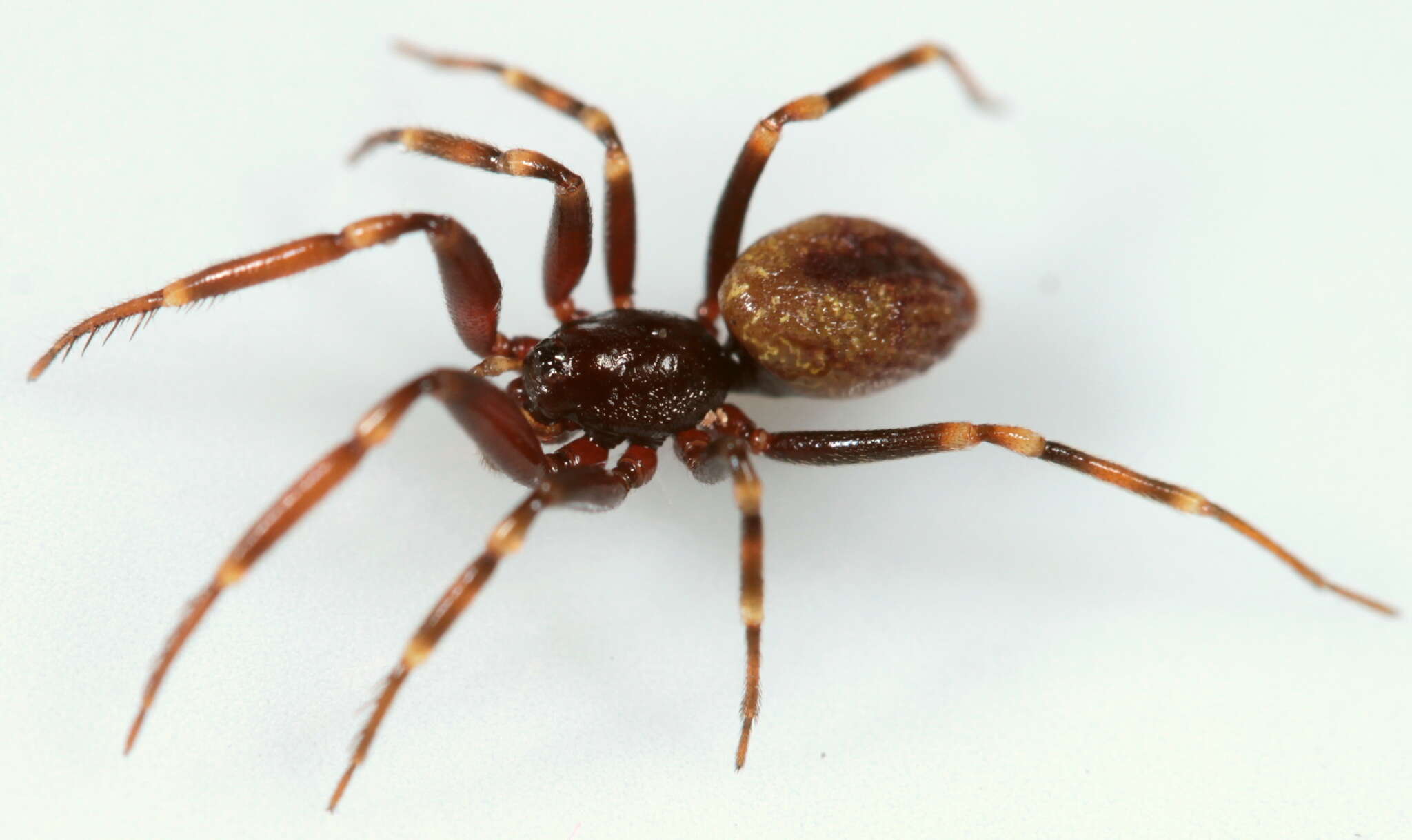 Image of malkarid spiders