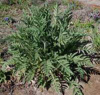 Image of Oriental poppy