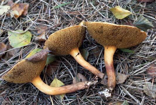 Image of Suillus bovinus (L.) Roussel 1796