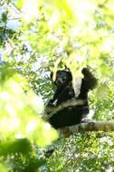 Image of Perrier's Sifaka