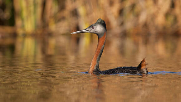 Image of Great Grebe