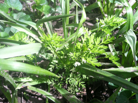 Image of <i>Chaerophyllum procumbens</i>