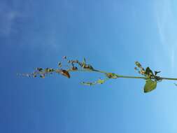 Plancia ëd Chenopodium opulifolium Schrader