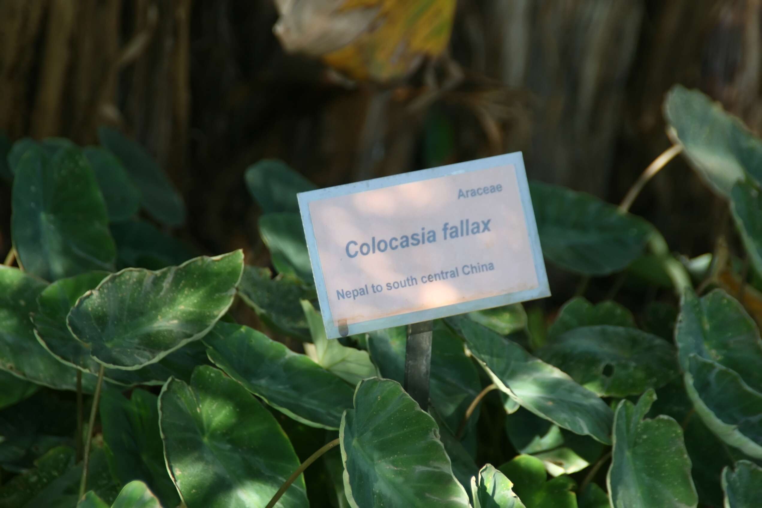 Image of Colocasia fallax Schott